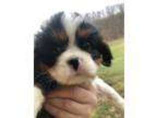 Cavalier King Charles Spaniel Puppy for sale in Danville, PA, USA