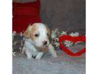 Cavapoo Puppy for sale in Mountain Grove, MO, USA