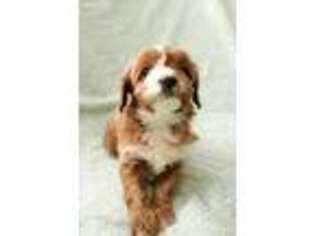 Cavapoo Puppy for sale in Holmesville, OH, USA