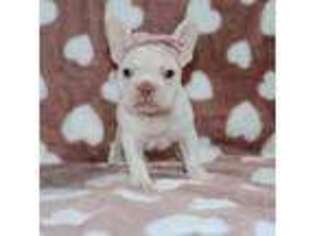French Bulldog Puppy for sale in Etna Green, IN, USA