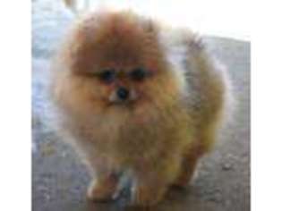 Pomeranian Puppy for sale in Belleville, MI, USA