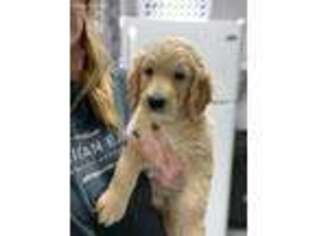 Goldendoodle Puppy for sale in El Dorado Springs, MO, USA
