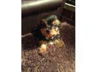 Yorkshire Terrier Puppy for sale in Lansdowne, PA, USA