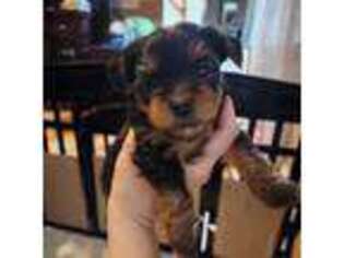 Yorkshire Terrier Puppy for sale in Fall River, MA, USA