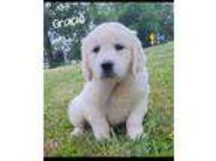 Mutt Puppy for sale in Winesburg, OH, USA
