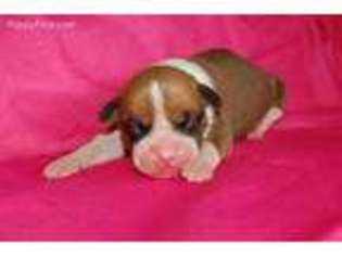 Boxer Puppy for sale in Cynthiana, KY, USA