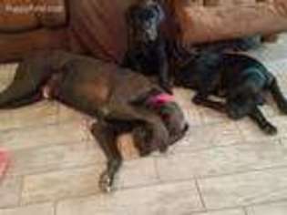 Cane Corso Puppy for sale in Imperial, MO, USA