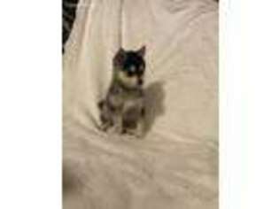 Mutt Puppy for sale in Wakeman, OH, USA