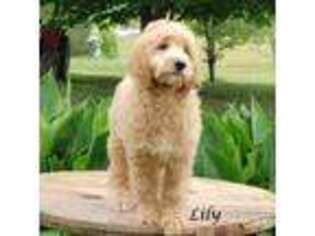 Goldendoodle Puppy for sale in Pulaski, TN, USA