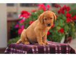 Labrador Retriever Puppy for sale in Millersville, PA, USA