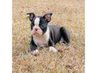 Boston Terrier Puppy for sale in Foxworth, MS, USA