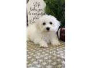 Bichon Frise Puppy for sale in Shipshewana, IN, USA