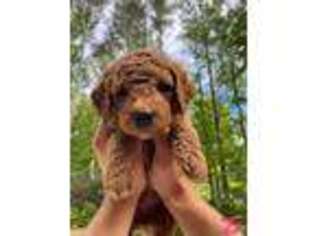 Goldendoodle Puppy for sale in Chocowinity, NC, USA