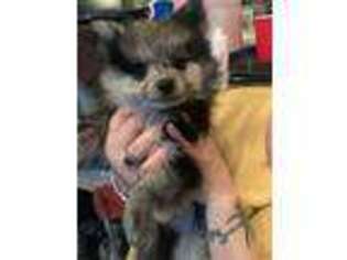 Pomeranian Puppy for sale in Port O Connor, TX, USA