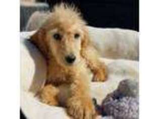 Goldendoodle Puppy for sale in Cuba, NY, USA