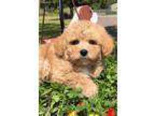 Cavachon Puppy for sale in Crescent, OK, USA