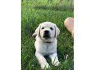 Labrador Retriever Puppy for sale in Catawba, VA, USA