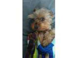 Yorkshire Terrier Puppy for sale in Kent, WA, USA