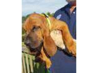 Bloodhound Puppy for sale in Aurora, IN, USA