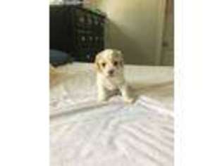 Cavapoo Puppy for sale in Washington, DC, USA
