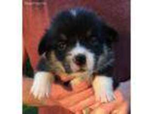 Pembroke Welsh Corgi Puppy for sale in Northwood, IA, USA
