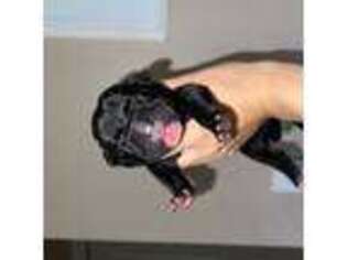 Cane Corso Puppy for sale in Joplin, MO, USA