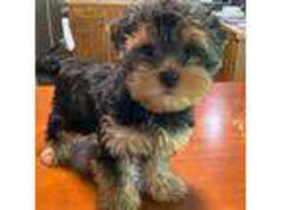 Yorkshire Terrier Puppy for sale in Belfair, WA, USA