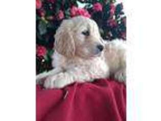Goldendoodle Puppy for sale in Lindsay, CA, USA