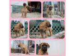 Mastiff Puppy for sale in Berea, KY, USA