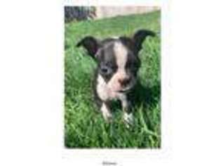 Boston Terrier Puppy for sale in Nampa, ID, USA