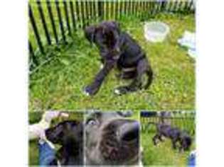 Great Dane Puppy for sale in Townsend, DE, USA