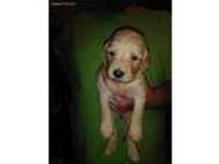 Goldendoodle Puppy for sale in Tuscaloosa, AL, USA