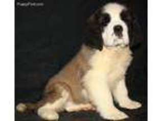Saint Bernard Puppy for sale in Corunna, MI, USA