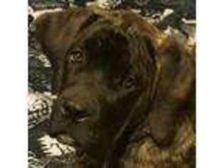 Mastiff Puppy for sale in Colorado Springs, CO, USA