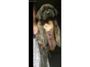 Mastiff Puppy for sale in Leonard, TX, USA