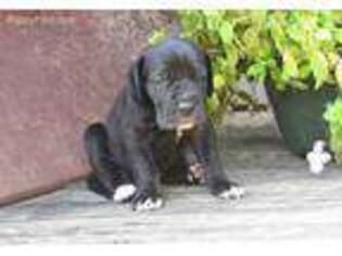 Great Dane Puppy for sale in Reynolds, IN, USA
