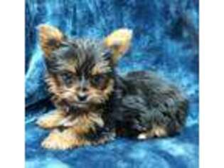 Yorkshire Terrier Puppy for sale in Alderson, OK, USA