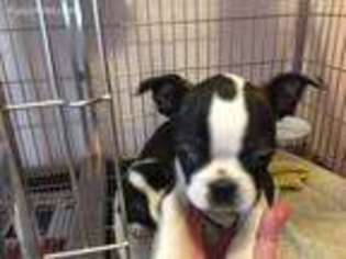 Boston Terrier Puppy for sale in Chittenango, NY, USA