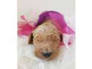 Goldendoodle Puppy for sale in Honey Brook, PA, USA