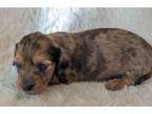 Mutt Puppy for sale in Salesville, OH, USA