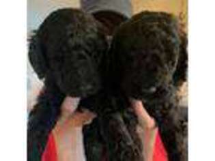 Labradoodle Puppy for sale in Townsend, DE, USA