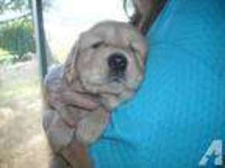 Mutt Puppy for sale in CANBY, OR, USA