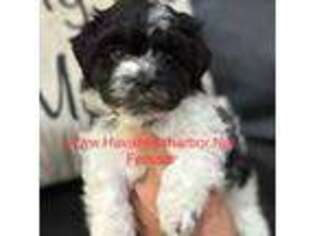 Havanese Puppy for sale in Murfreesboro, TN, USA