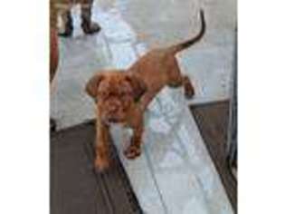 American Bull Dogue De Bordeaux Puppy for sale in Rootstown, OH, USA