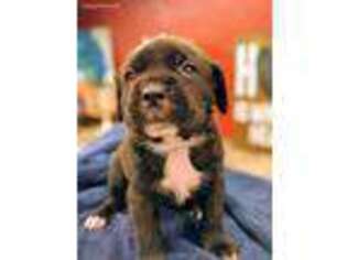 Cane Corso Puppy for sale in Sapulpa, OK, USA