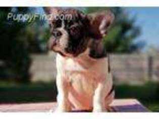 French Bulldog Puppy for sale in Bailey, CO, USA