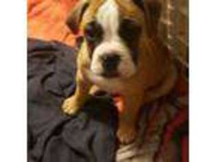 Bulldog Puppy for sale in Highland Lakes, NJ, USA