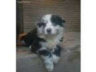 Australian Shepherd Puppy for sale in Hammondsville, OH, USA