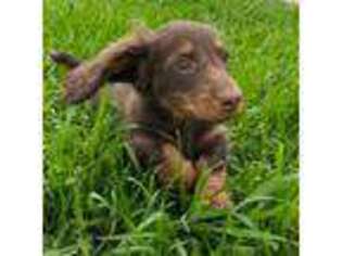 Dachshund Puppy for sale in Pflugerville, TX, USA