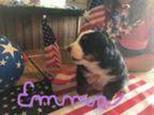 Bernese Mountain Dog Puppy for sale in Standish, MI, USA